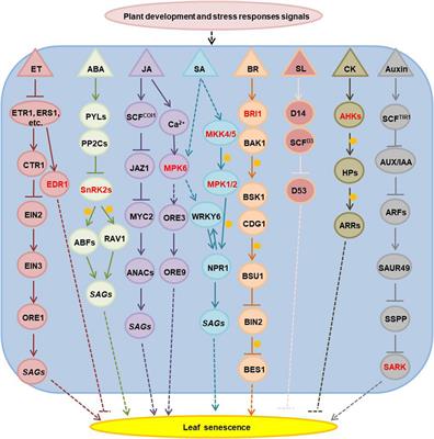 Function of Protein Kinases in Leaf Senescence of Plants